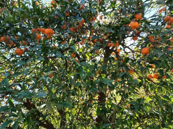 Terreno en Moclinejo