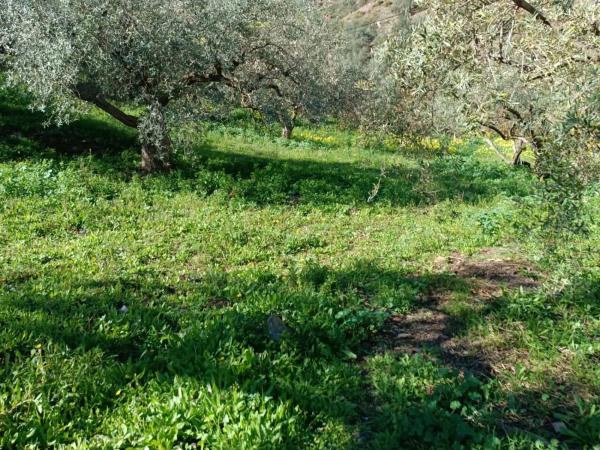 Terreno en Moclinejo