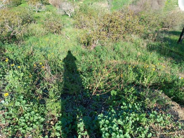 Terreno en Moclinejo