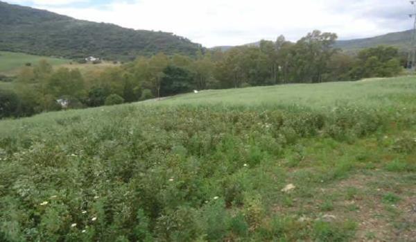 Terreno en Cortes de la Frontera