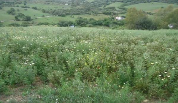 Terreno en Cortes de la Frontera