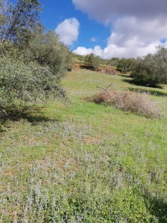 Terreno en camino de Estepera, 72