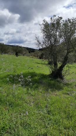 Terreno en camino de Estepera, 72