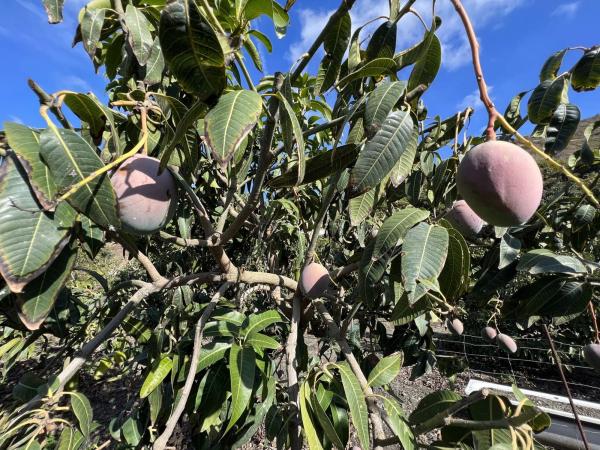 Terreno en Benagalbón