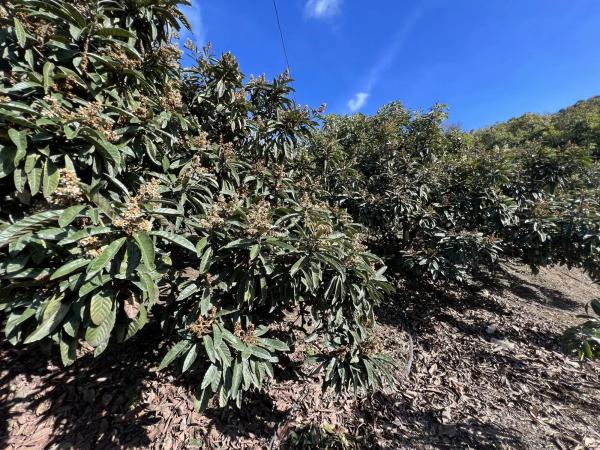 Terreno en Benagalbón