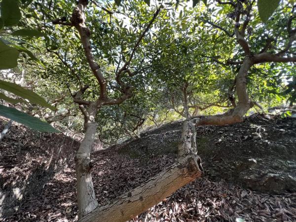 Terreno en Benagalbón