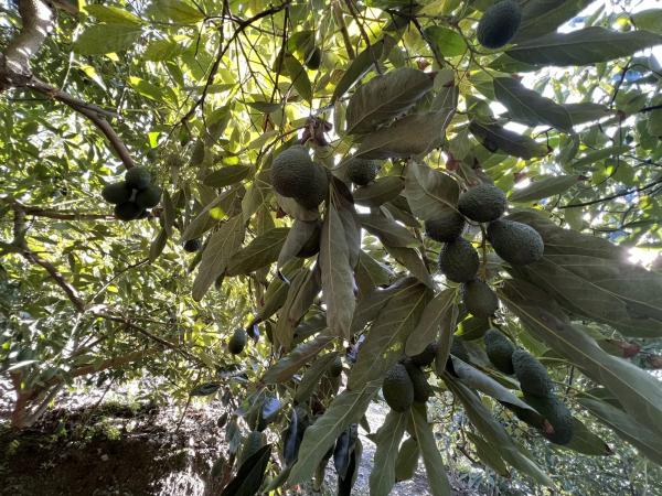 Terreno en Benagalbón