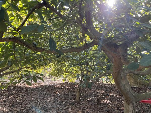 Terreno en Benagalbón