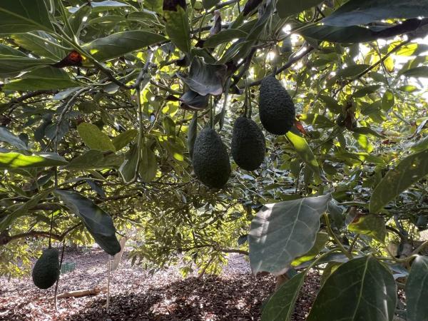 Terreno en Benagalbón
