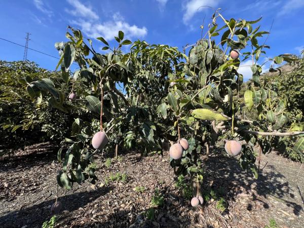 Terreno en Benagalbón