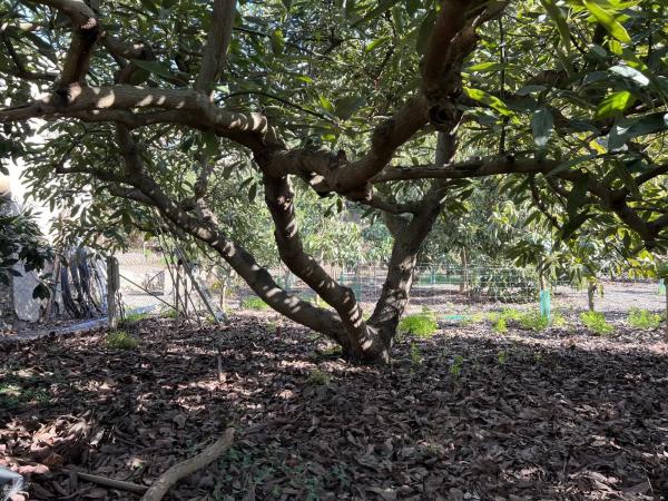 Terreno en Benagalbón