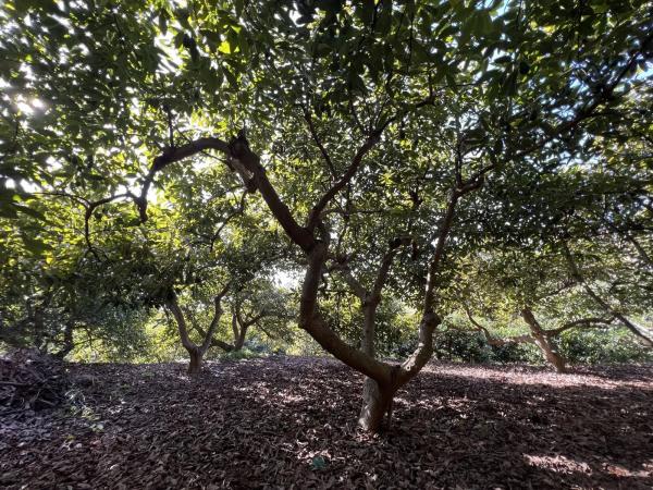 Terreno en Benagalbón