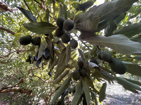 Terreno en Benagalbón