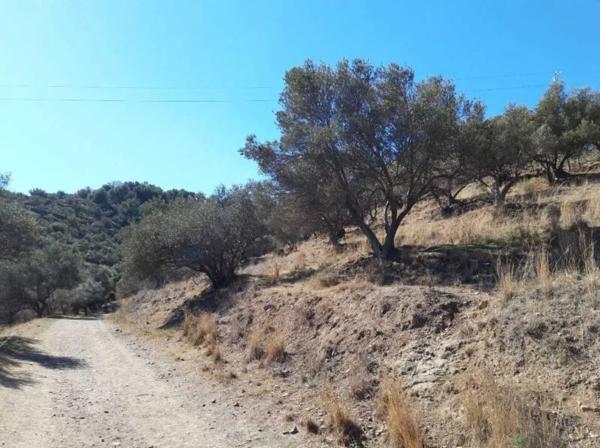 Terreno en calle Carolina