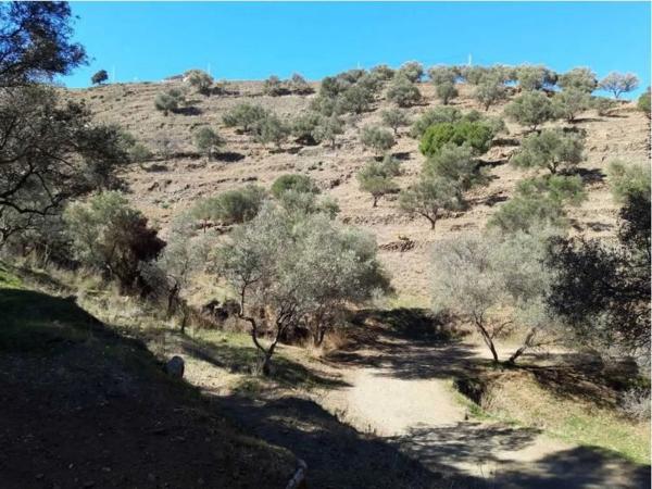 Terreno en calle Carolina