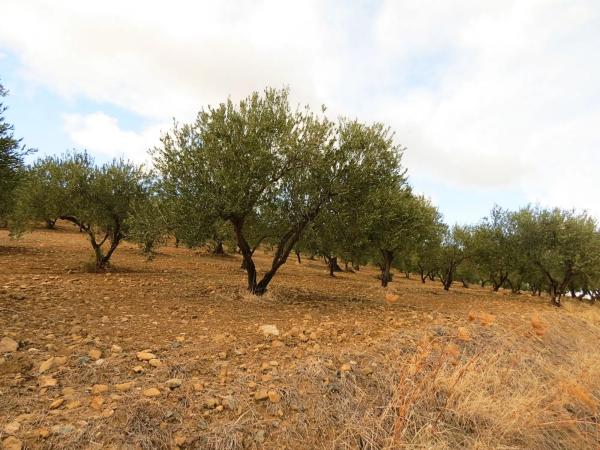 Terreno en camino de Carratraca