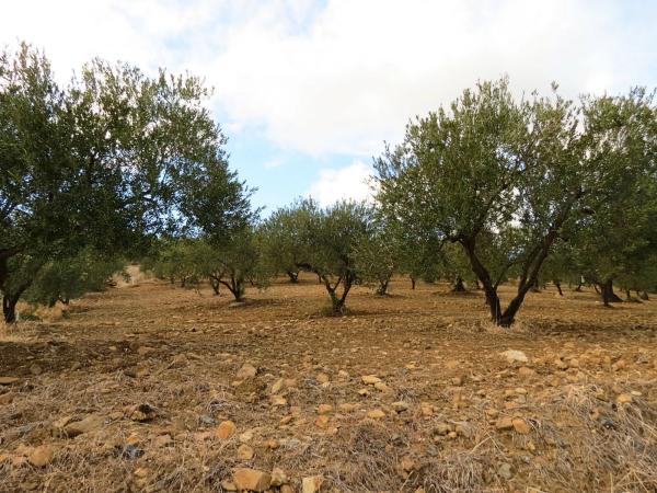 Terreno en camino de Carratraca