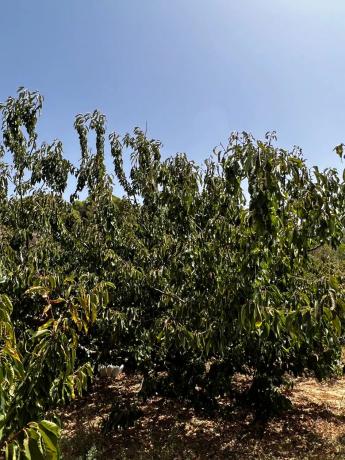 Terreno en Partida Planos, 40