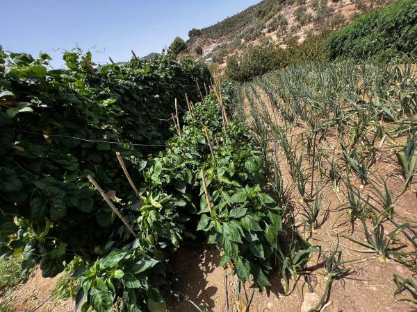 Terreno en Partida Planos, 40