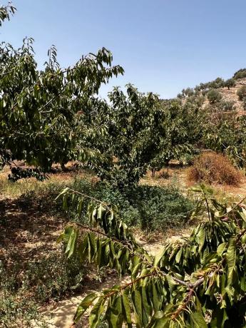 Terreno en Partida Planos, 40