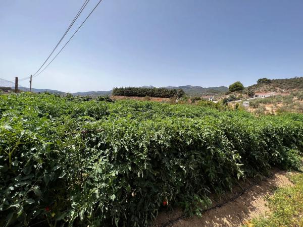 Terreno en Partida Planos, 40