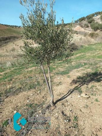 Terreno en Pedregales Bajos s/n