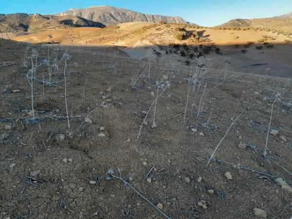 Terreno en El Quinto (pasada la Estación Las Mellizas), 1