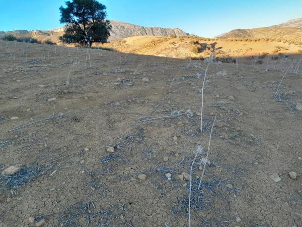 Terreno en El Quinto (pasada la Estación Las Mellizas), 1