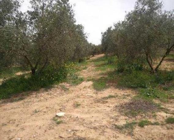 Terreno en camino de la Dehesa s/n