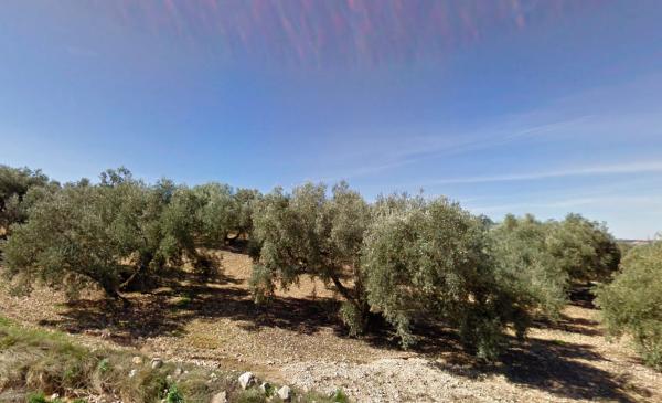 Terreno en camino de la Dehesa s/n