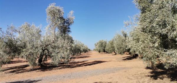 Terreno en via sin nombre s/n