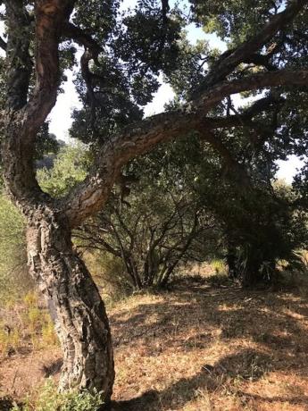 Terreno en Lugar Acedia, 25
