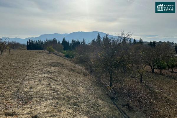Terreno en El Cigarral - Dehesa - Borrajo