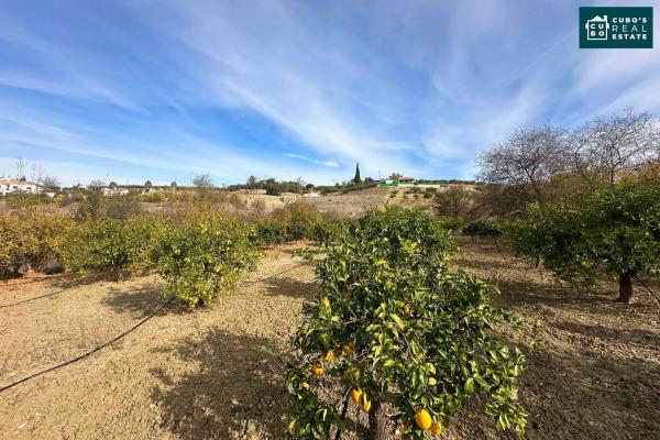 Terreno en El Cigarral - Dehesa - Borrajo