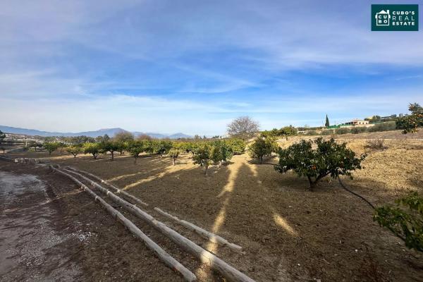 Terreno en El Cigarral - Dehesa - Borrajo