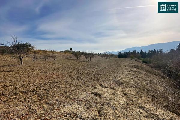 Terreno en El Cigarral - Dehesa - Borrajo