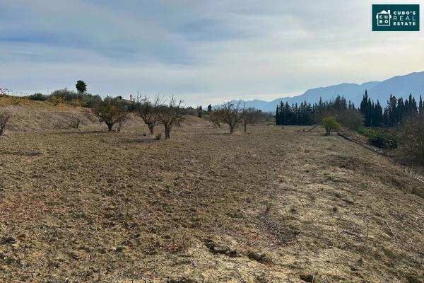 Terreno en El Cigarral - Dehesa - Borrajo
