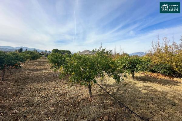 Terreno en El Cigarral - Dehesa - Borrajo