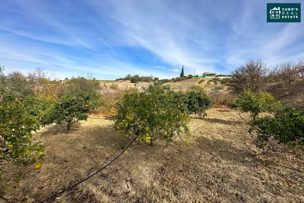 Terreno en El Cigarral - Dehesa - Borrajo