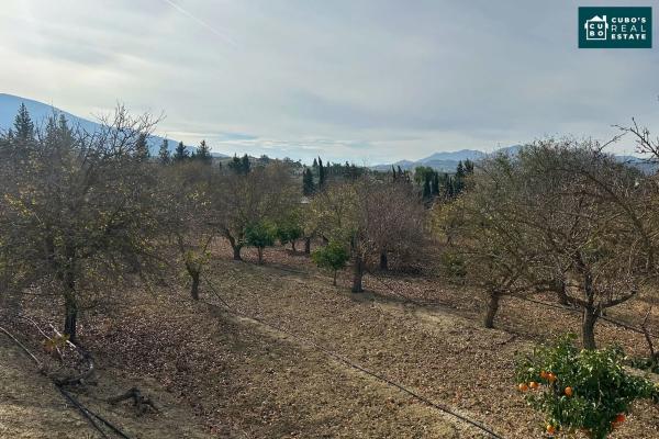 Terreno en El Cigarral - Dehesa - Borrajo