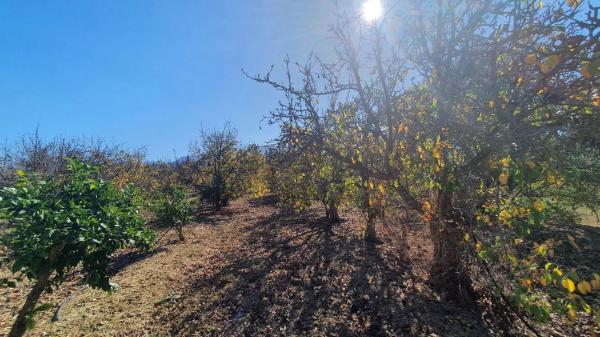Terreno en El Cigarral - Dehesa - Borrajo