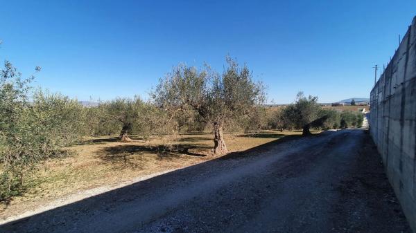 Terreno en El Cigarral - Dehesa - Borrajo