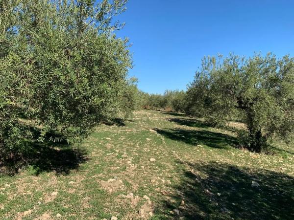 Terreno en Casarabonela