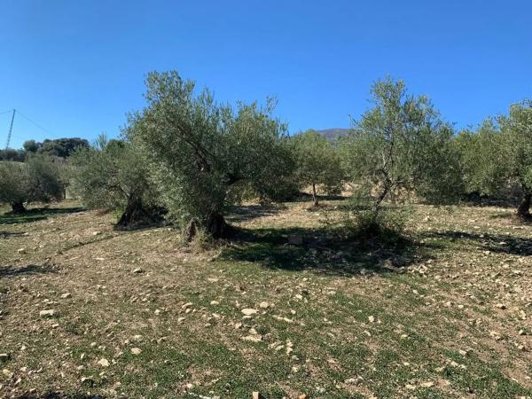Terreno en Casarabonela