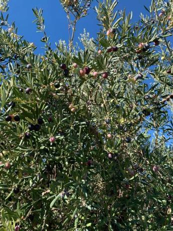 Terreno en Casarabonela