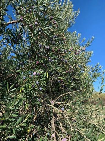Terreno en Casarabonela