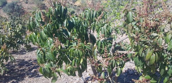 Terreno en Diseminado Chilches Rural