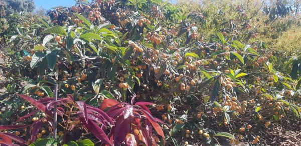 Terreno en Diseminado Chilches Rural