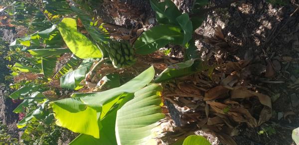 Terreno en Diseminado Chilches Rural