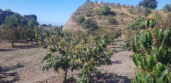 Terreno en Diseminado Chilches Rural